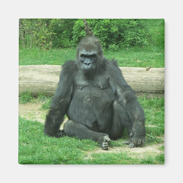 Grumpy Lowland Gorilla Magnet (Front)