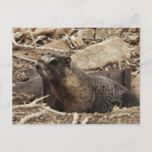 Grumpy Marmot Postcard