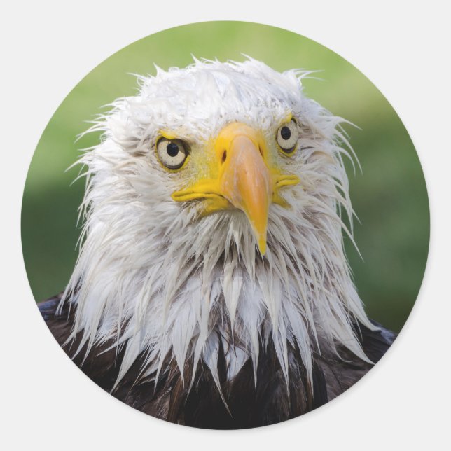 Grumpy & Soggy Bald Eagle Classic Round Sticker (Front)