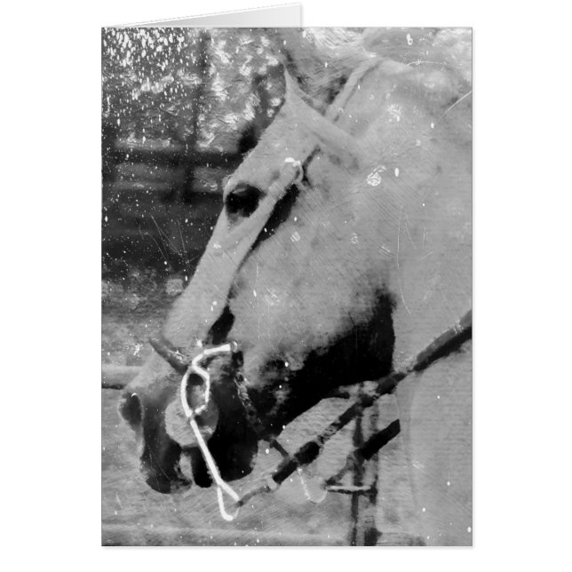 Grunge de Cheval Noir et Blanc, Anniversaire (Devant)