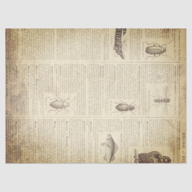 Grunge French Dictionary Page Tissue Paper (Front)