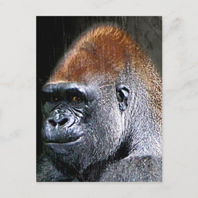 Grunge Lowland Gorilla Close-up Face Postcard (Front)