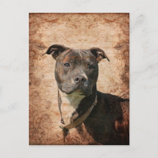 Grunge Pit Bull Terrier Postcard (Front)