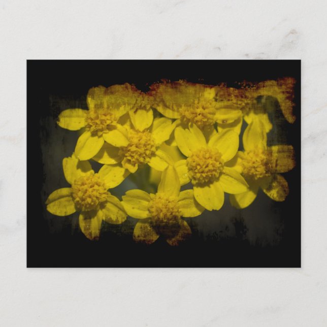 Grungy Yellow Wildflowers Postcard (Front)