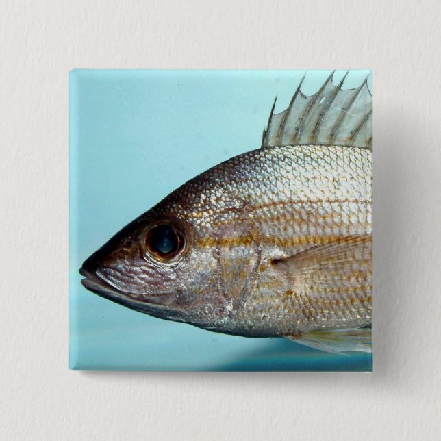 Grunt Fish 2 Inch Square Button (Front)