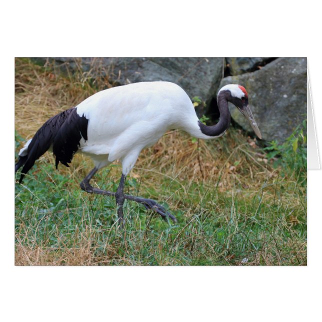 Grus japonensis (Front Horizontal)