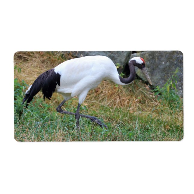 Grus japonensis (Front)