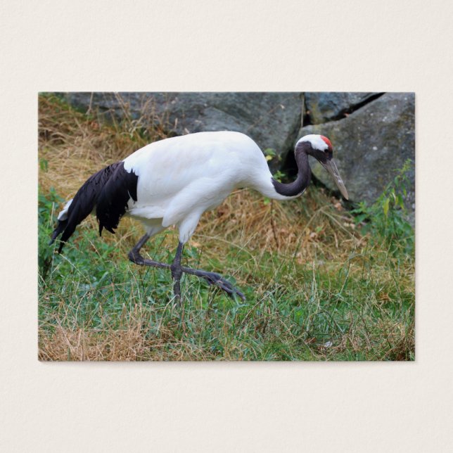 Grus japonensis (Front)