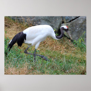 Grus japonensis poster
