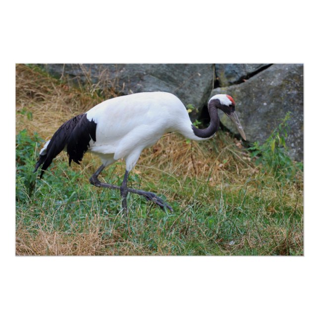 Grus japonensis poster (Front)