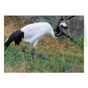 Grus japonisis