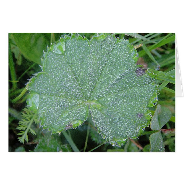 Grusskarte hübsches Blatt mit Wassertropfen,blanko (Front Horizontal)