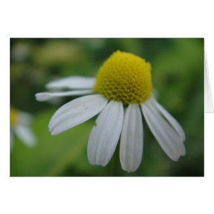 Grusskarte Kamillenblüte, blanko