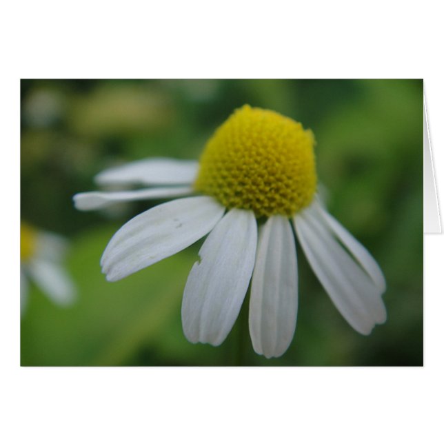 Grusskarte Kamillenblüte, blanko (Devant horizontal)