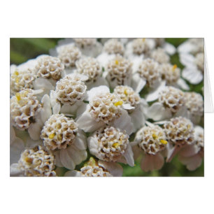 Grusskarte viele weiss-gelbe Blüten, blanko