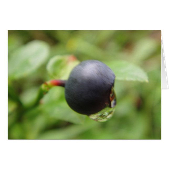 Grusskarte Waldheidelbeere mit Wassertropfen (Devant horizontal)