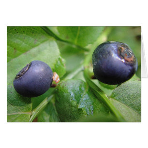 Grusskarte zwei Waldheidelbeeren, blanko