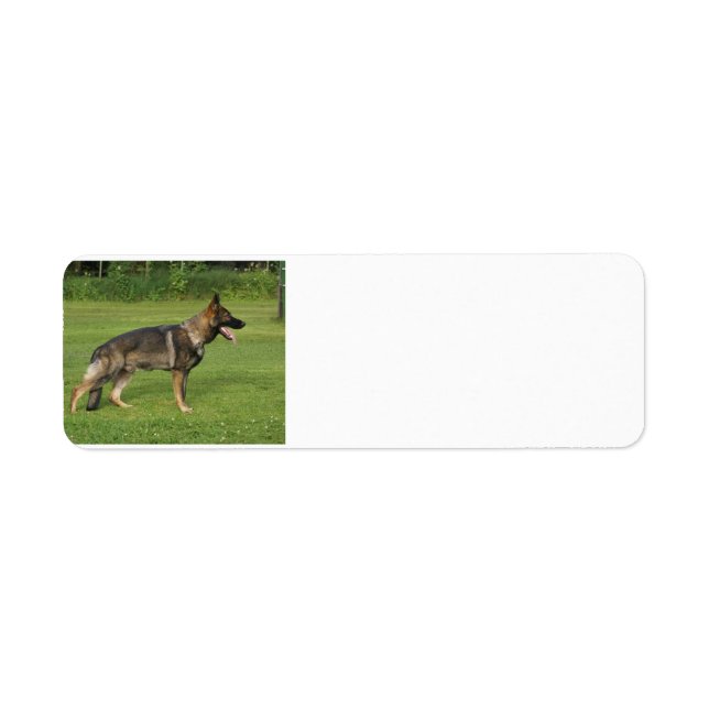 gsd full sable (Devant)