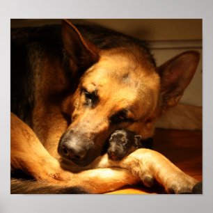 GSD Love Poster