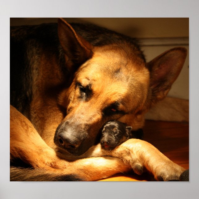 GSD Love Poster (Front)