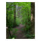 GT forest walk spring 3