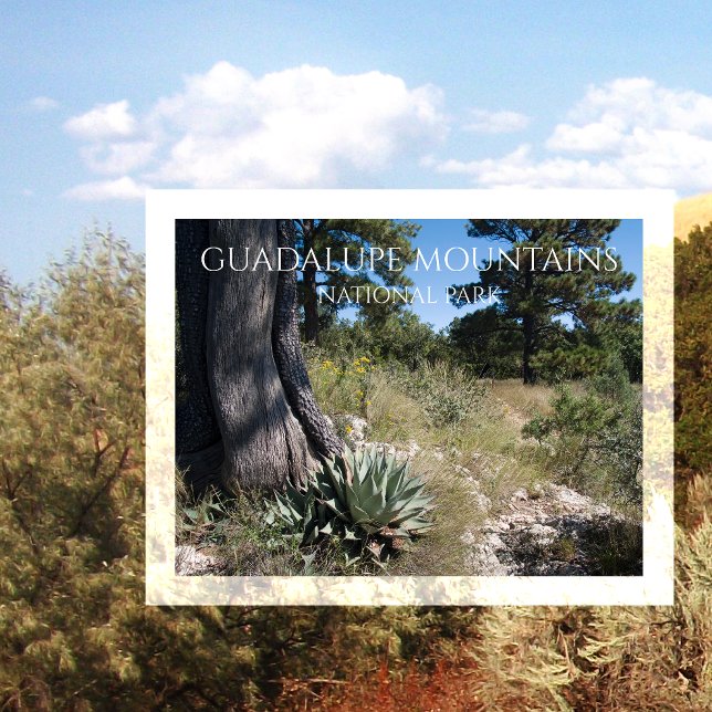 Guadalupe Mountains Ridge Agave, Pine, and Juniper Postcard (Creator Uploaded)