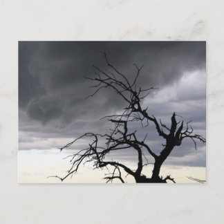 Guadalupe Storm Postcard