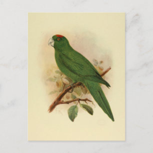 Guadeloupe Parakeet Extinct 1908 Postcard