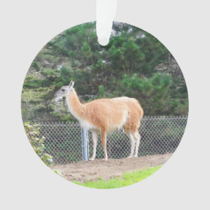 Guanaco #1 Ornement
