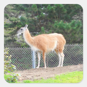 Guanaco #1 Stickers