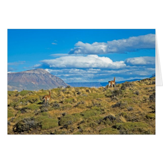 Guanaco Country, Patagonia (Front Horizontal)