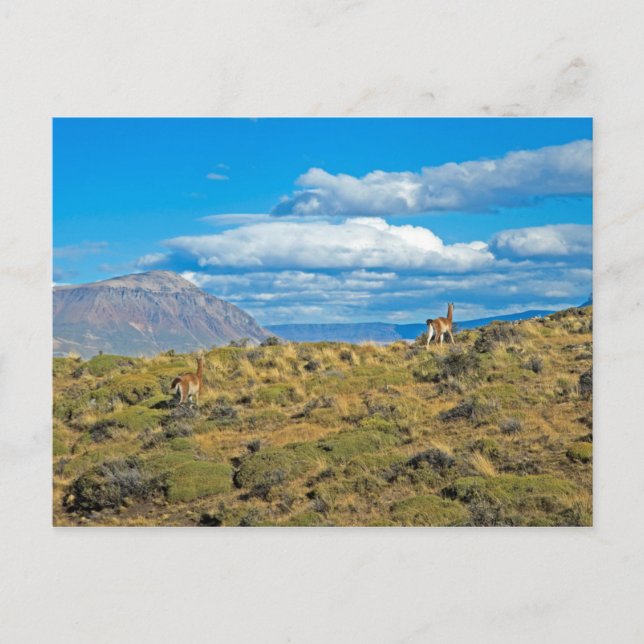Guanaco Country, Patagonia Postcard (Front)