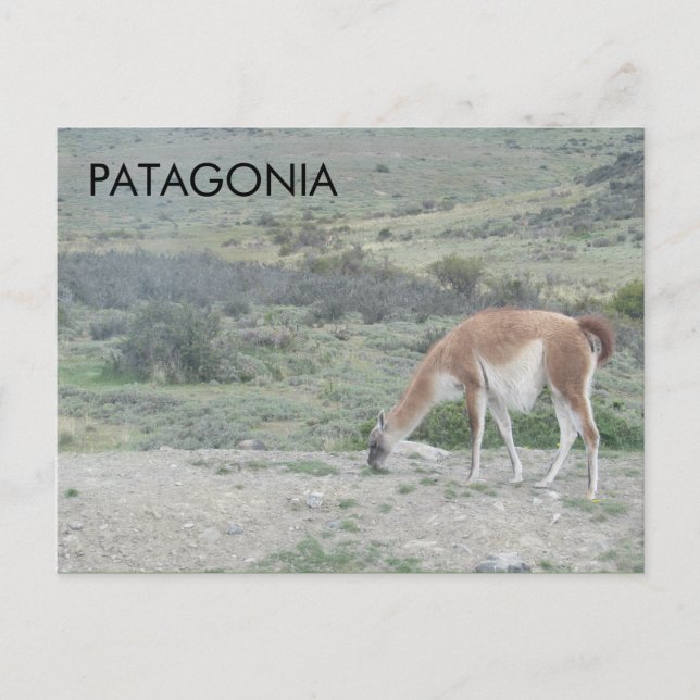 Guanaco Llama, Patagonia, Chile Postcard (Front)