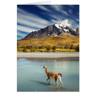 Guanaco traversant la rivière en Torres del Paine