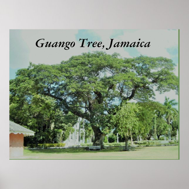 Guango Tree, Jamaica Poster (Front)