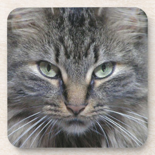 Guarded Maine Coon Kitty Cat Coaster