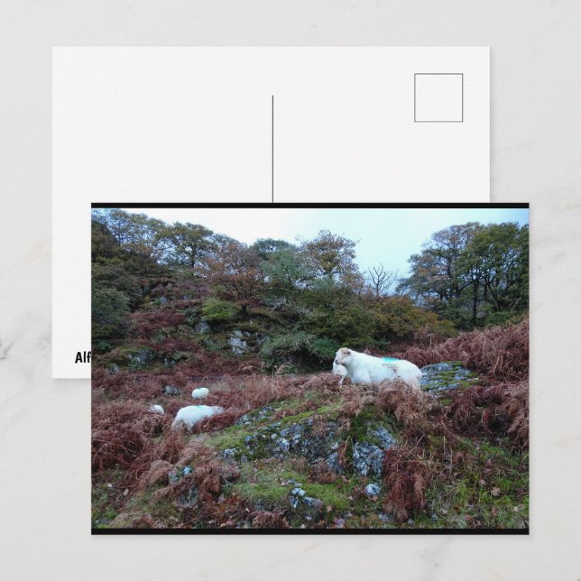Guardians of the Glen Postcard (Front/Back)