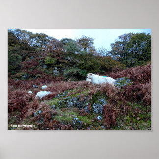 Guardians of the Glen Poster