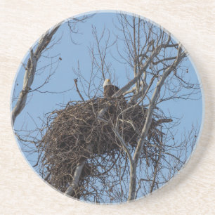 Guarding Eagle Coaster