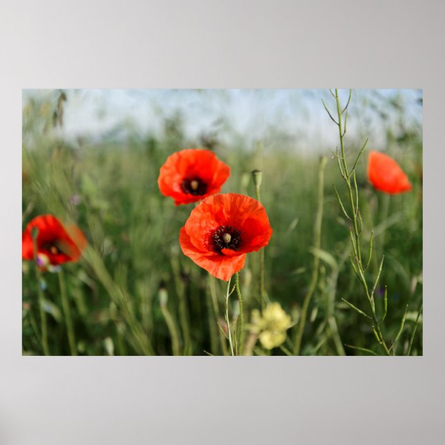 Guarding poppies poster (Front)