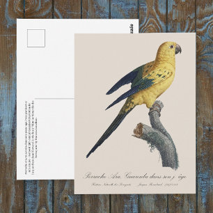 Guarouba dans sons jeune age / Sun parakeet  Postcard