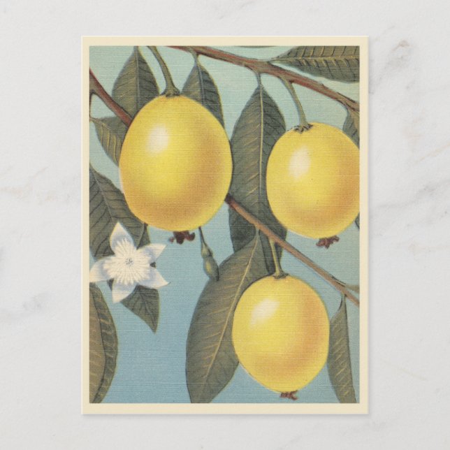 Guava fruit vintage postcard (Front)