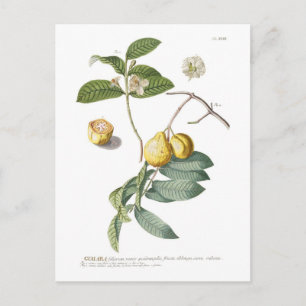 Guava Postcard