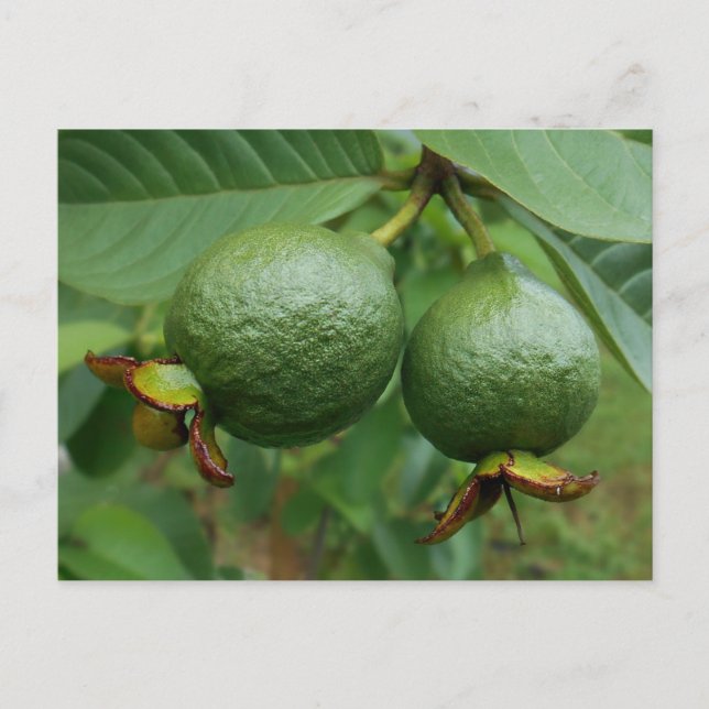 Guavas Postcard (Front)