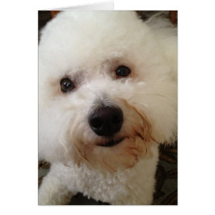 "Gucci" - a Bichon Frise Pup