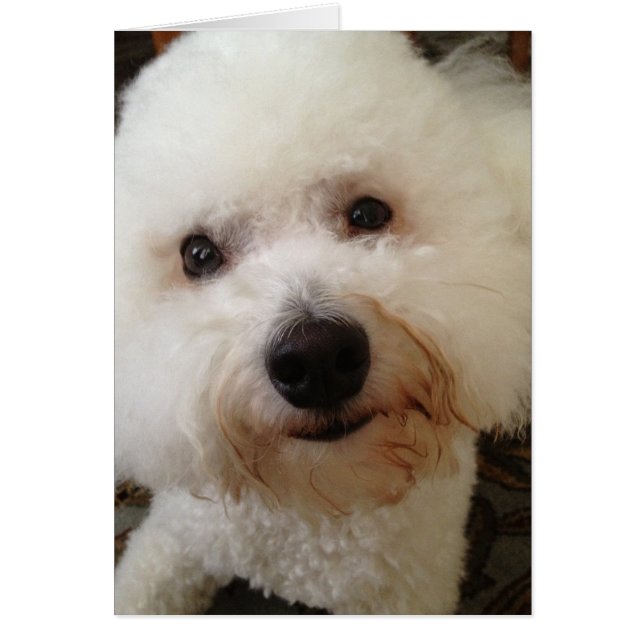 "Gucci" - une Bichon Frise Pup (Devant)