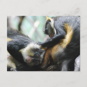 Guenon Monkeys  Postcard