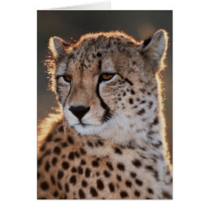 Guépard regardant ailleurs