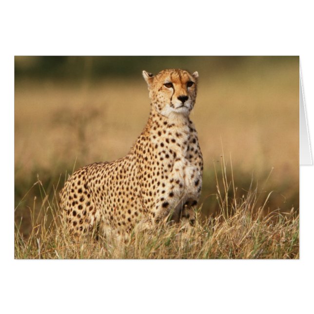 Guépard sur un petit monticule pour une meilleure  (Devant horizontal)