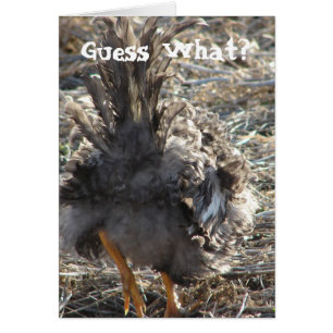 Guess What?  Chicken Butt